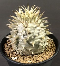 シバの女王の玉櫛　Pachypodium densiflorum 　パキポディウム　塊根植物_画像2