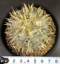 シバの女王の玉櫛　Pachypodium densiflorum 　パキポディウム　塊根植物_画像8