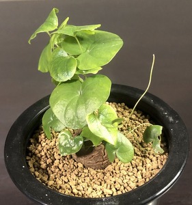 亀甲竜　Dioscorea elephantipes 　ディオスコレア・エレファンティペス　　塊根植物 