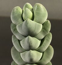 プレグマトイデス　Crassula plegmatoides　クラッスラ 　多肉植物_画像6