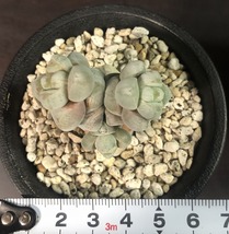 赤筋稚児姿　＆　夢稚児　２鉢セット　　Crassula deceptor　　クラッスラ 　多肉植物 _画像4