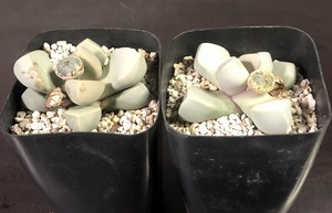 魔玉　 ２鉢セット　　Lapidaria margaretae　　ラピダリア 　多肉植物　メセン