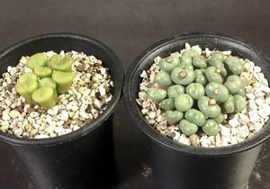 イルマエ　＆　カリッツドルペンセ　２鉢セット　　 コノフィツム 　Conophytum 　多肉植物