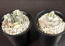 赤筋稚児姿　＆　夢稚児　２鉢セット　　Crassula deceptor　　クラッスラ 　多肉植物 _画像1