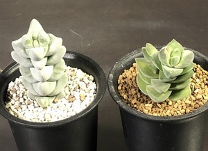 紀ノ川錦　＆　夢稚児　２鉢セット　Crassula 'Moon glow'variegata & deceptor　クラッスラ 　多肉植物