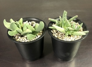 真魚籠(マナゴモリ) & 立鮫　２鉢セット　Cheiridopsis ケイリドプシス　Gibbaeum　ギバエウム　多肉植物 　メセン 