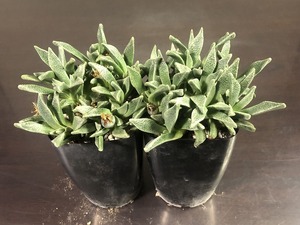 トランスバーレンシス　２鉢セット　Nananthus transvaalensis　ナナンサス　多肉植物　メセン 