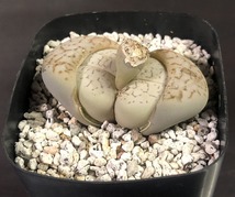 綾耀玉　 Dinteranthus vanzylii　 　ディンテランサス　多肉植物 _画像1