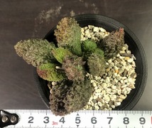 ヘレイ・レッドボール　Adromischus marianiae 'Herrei Red Ball' 　アドロミスクス 　多肉植物 _画像7