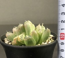 メセンブリアントイデス　Bulbine mesembryanthoides 　ブルビネ　多肉植物 _画像8