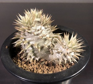 シバの女王の玉櫛　Pachypodium densiflorum 　パキポディウム　　塊根植物