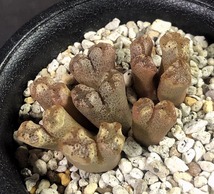 テリカラー(N8コンコルディア)　＆　テリカラー(SH1956)　２鉢セット　　 コノフィツム 　Conophytum 　多肉植物 _画像6