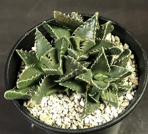 フェリーナ(アップランド)　Faucaria felina Uplands　　フォーカリア 　多肉植物　メセン