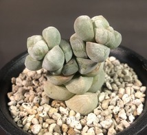 赤筋稚児姿　＆　夢稚児　２鉢セット　　Crassula deceptor　　クラッスラ 　多肉植物 _画像2