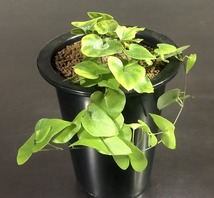 亀甲竜　Dioscorea elephantipes 　ディオスコレア・エレファンティペス　　塊根植物 _画像1