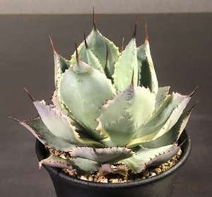 雷神黄覆輪斑　　Agave isthmensis 'Raijin' f.variegata　　アガベ 　多肉植物