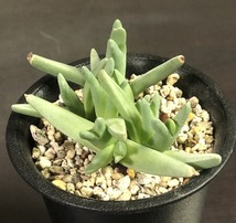 真魚籠(マナゴモリ) & 立鮫　２鉢セット　Cheiridopsis ケイリドプシス　Gibbaeum　ギバエウム　多肉植物 　メセン _画像6