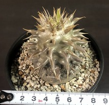 シバの女王の玉櫛　Pachypodium densiflorum 　パキポディウム　塊根植物_画像8