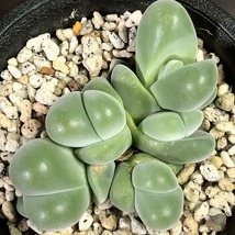 白花無比玉　＆　無比玉　２鉢セット　Gibbaeum dispar　　 ギバエウム　　メセン　多肉植物 _画像8