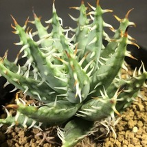 エリナケア　Aloe erinacea 　アロエ　 　多肉植物 _画像3