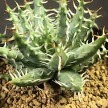 エリナケア　Aloe erinacea 　アロエ　 　多肉植物 _画像6