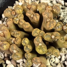 テリカラー(N8コンコルディア)　＆　テリカラー(SH1956)　２鉢セット　　 コノフィツム 　Conophytum 　多肉植物 _画像4