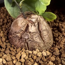 亀甲竜　Dioscorea elephantipes 　ディオスコレア・エレファンティペス　　塊根植物 _画像5