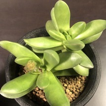 夢稚児　＆　クラバータ　２鉢セット　　Crassula deceptor & clavata 　クラッスラ 　多肉植物 _画像7