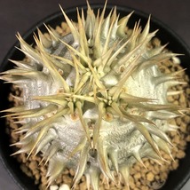 シバの女王の玉櫛　Pachypodium densiflorum 　パキポディウム　塊根植物_画像4