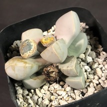 魔玉　２鉢セット　 Lapidaria margaretae　ラピダリア 　多肉植物_画像3