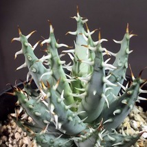 エリナケア　Aloe erinacea 　アロエ 　多肉植物_画像4