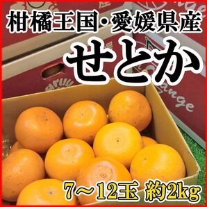 【Good】緊急入荷！大量30箱 出品中！柑橘王国・愛媛産『せとか』7～12玉 約2kgの画像1