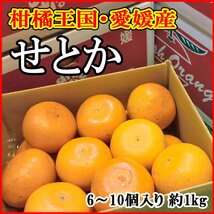 【Good】大量30箱出品中！高級柑橘 愛媛産『せとか』6～10玉 約1kg_画像1