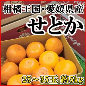 【Good】大量10箱出品中！愛媛産『せとか』産地箱 大玉サイズ たっぷり25～35玉 約5kg