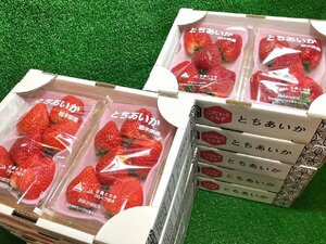 【Good】大量10箱！たっぷり20パック入り！新品種 栃木県産オリジナル いちご『とちあいか』