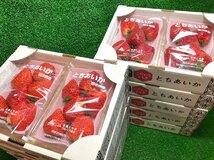 【Good】大量10箱！たっぷり20パック入り！新品種 栃木県産オリジナル いちご『とちあいか』_画像1