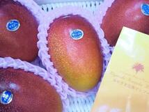 【Good】宮崎産 みやざきマンゴー『宮崎完熟マンゴー』3玉 約1kg ご予約_画像4