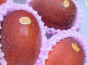 [Good] Miyazaki production .... mango [ Miyazaki .. mango ]3 sphere approximately 1.1kg reservation 