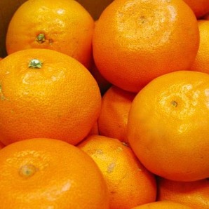 【Good】緊急入荷！大量30箱 出品中！柑橘王国・愛媛産『せとか』7～12玉 約2kgの画像2