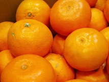 【Good】大量30箱出品中！高級柑橘 愛媛産『せとか』6～10玉 約1kg_画像2