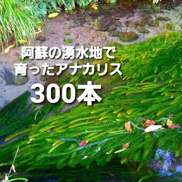 300本以上 阿蘇の湧水で育った水草 天然アナカリス
