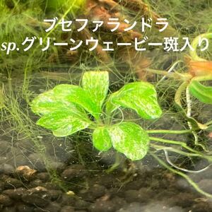 ブセファランドラ sp.グリーンウェービー斑入り　水中葉