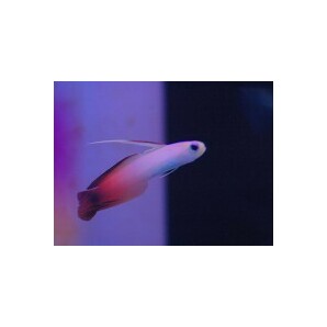 【海水魚】ハタタテハゼ （5匹）(サンプル画像）（生体）の画像2