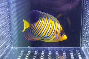 【海水魚・ヤッコ】人工飼料OK♪インドニシキヤッコ（SM）イレギュラーバンド(個体販売）（±9cm） No.5（生体）