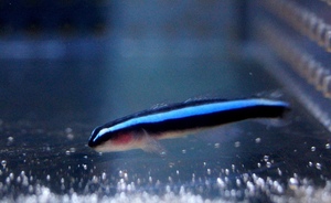 【海水魚・ハゼ】ネオンゴビー(カリブ海)(1匹)±3-4cm(サンプル画像）（生体）
