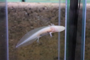 【淡水魚】【通販】ウーパールーパー アルビノ【1匹 サンプル画像】(±2cm)(ウーパールーパー)