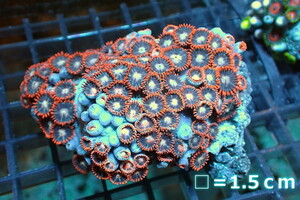 [ coral ]ma female na silver tea ksp. ( multi )( individual sale )No.17( organism )