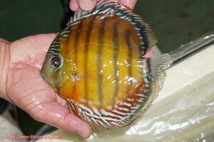 [ wild discus ][ mail order ]la-gopala KONI b Lad red [ individual sale ]16cm( organism )