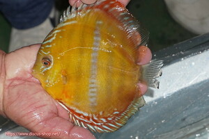 [ wild discus ][ mail order ]la-gopala KONI b Lad red [ individual sale ]16cm( organism )