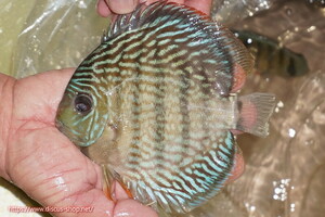 [ wild discus ][ mail order ]la- rubber la kana spoiler iyaru[ individual sale ]15cm( organism )